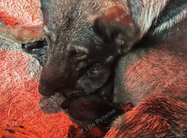 Gorgeous German shepherd babies