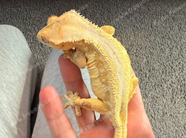 crested gecko