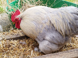 Rooster