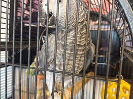 Congo African grey