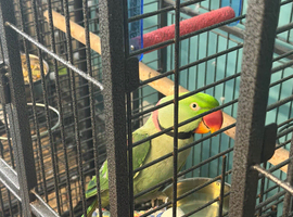 North Dorset Parrot Rescue