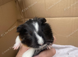 Various Guinea pigs