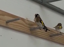 Pair of 2025 goldfinches