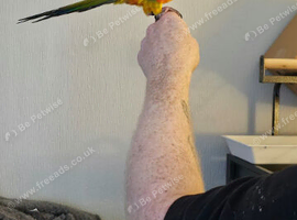 Beautiful sun conure