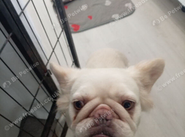 Female fluffy frenchie