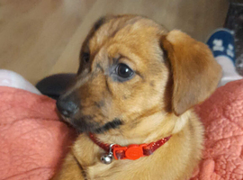 1 Doxi cairn puppies left.