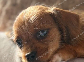 Miniature dachshund
