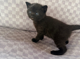 Black tabby kittens
