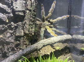 Trinidad chevron  adult full grown female