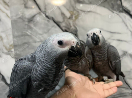Stunning Baby Male HandReared Super Tame Cuddly African Grey