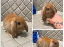 Mini lop