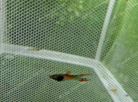 Endler guppy fry/ young fish