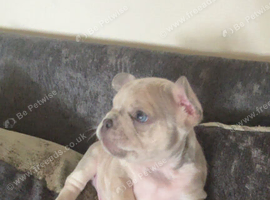 Puppy
