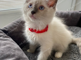 ragdoll kittens