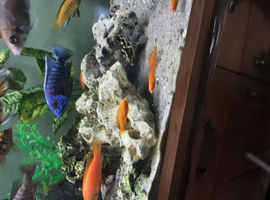 Red zebra malawi for sale juveniles
