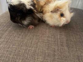 2 Lovely pretty female baby guide pigs.
