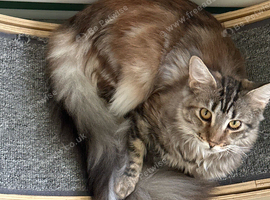 Maine Coon future queen
