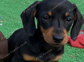 Mini dachshund puppies for sale PR clear