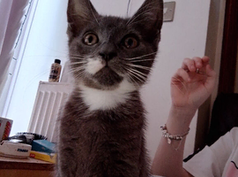 Grey little girl