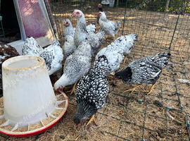 Silver laced bantam Wyandotte pullets for sale