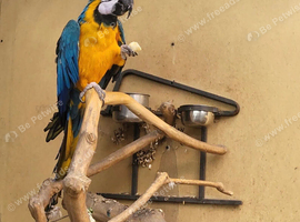 Macaw