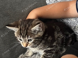 Tabby kitten