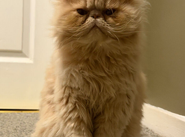 Lovely flat face Persian male 1 years old.