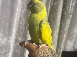 Pied Indian ringneck