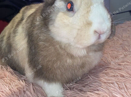 Mini lop boy comes with everything