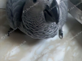 Baby African grey super tame