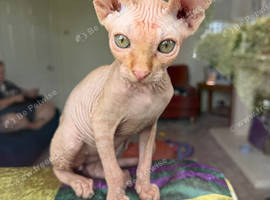 Beautiful 12 week Sphynx