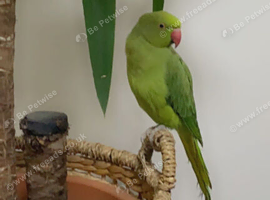 Green indian ringneck parrot