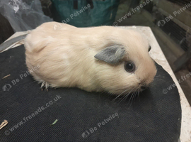 Baby guinea pigs availa&sup2;ble