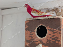 2 Rosellas for sale, 1 rubino and 1 lutino