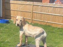 2 years old cocker spaniel