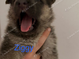 German Shepherd Puppies for sale