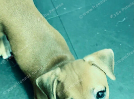 Golden female jack Russell