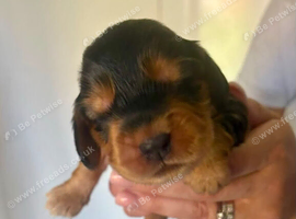 Gorgeous KC Reg Show Cocker Puppies