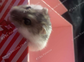 Gorgeous hamster and giant cage