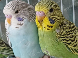 Two baby budgies