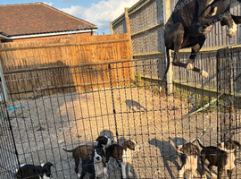5 stunning lurcher puppies