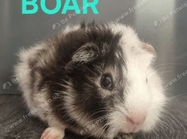Beautiful Baby Male guinea pigs for sale