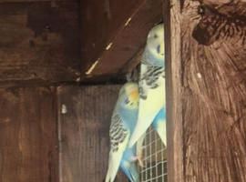Young budgies available