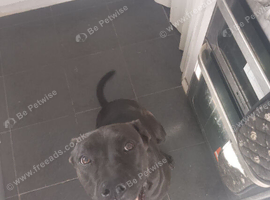 Presa canario