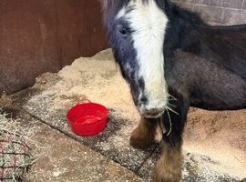 Cob x gypsy vanner