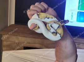 Super pastel pied het hypo