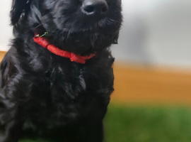 Exceptional Cavapoo Puppies