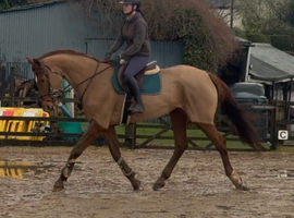 Stunning Warmblood Mare