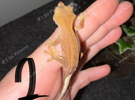 Flame with a partial pinstripe Crested gecko