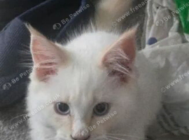 mainecoon kitten for sale